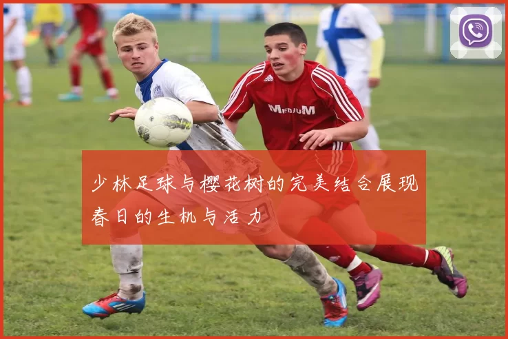 少林足球与樱花树的完美结合展现春日的生机与活力